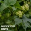 Ingredient Series: Hops - Video Course 3 Ingredient Series: Hops - Video Course -Northern Brewer Shop 1021 nbu ingredient series hops PDP