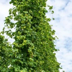 IPA Hop Rhizomes Grow Kit - Pre-order For 2024 Season -Northern Brewer Shop northern brewer hops 1