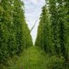 IPA Hop Rhizomes Grow Kit - Pre-order For 2024 Season 3 IPA Hop Rhizomes Grow Kit - Pre-order For 2024 Season -Northern Brewer Shop northern brewer hops 3