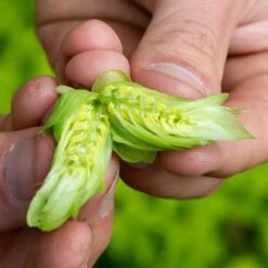 IPA Hop Rhizomes Grow Kit - Pre-order For 2024 Season -Northern Brewer Shop northern brewer hops 5