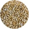Pilsner Malt - Root Shoot Malting - 50 Lb. Sack -Northern Brewer Shop root shoot malting 4e13a1c2 5a3f 4d48 95e5 cfa5c8760752